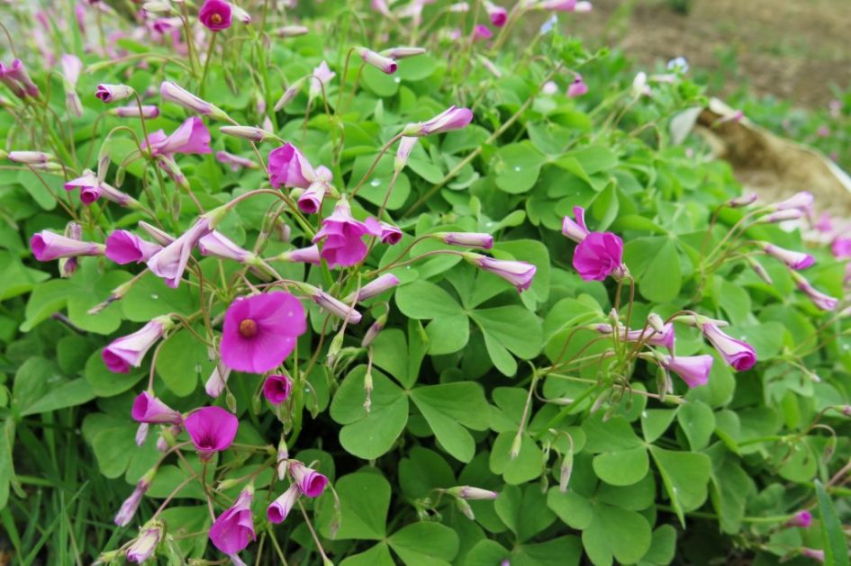 is dit de wilde variant van het geluks-klavertje